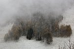 04-MACCHI DI ALBERI NELLA NEBBIA